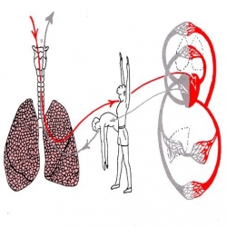 عملية التنفس وتبادل الغازات في الدم فلاش