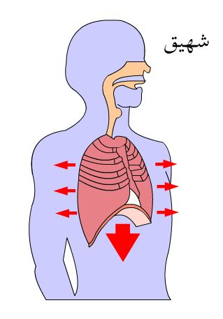 شرح عملية التنفس بالفلاش