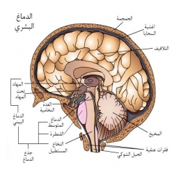 دماغ ومخ الانسان فلاش